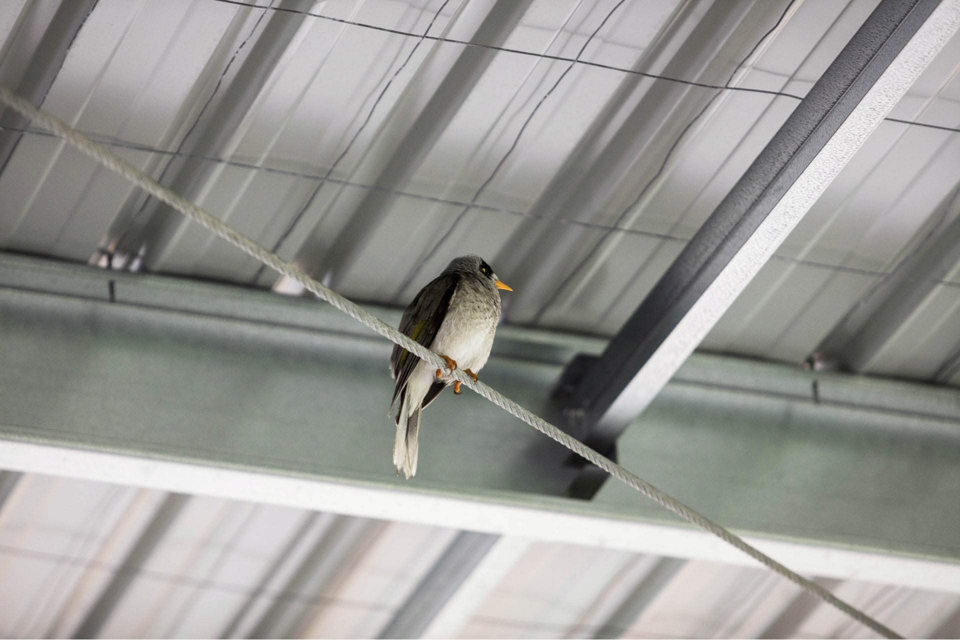 Bird Proofing Steel Structures